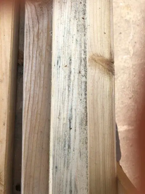 Penészesedés és felületi gombásodás